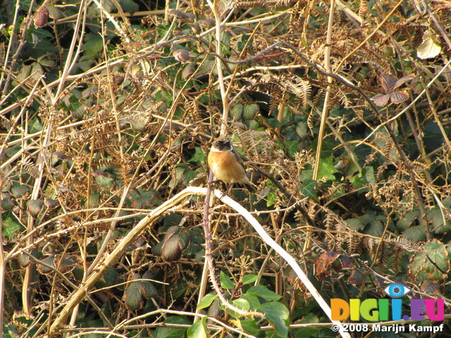 SX00433 Little Birdie in brambles [Common Stonechat - Saxicola Torquatus]